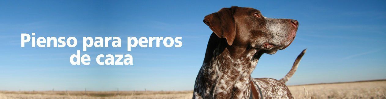 pienso-para-perros-de-caza- pienso para perros de caza